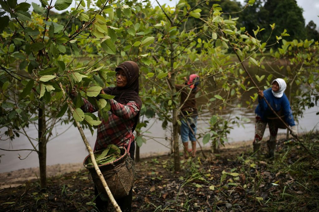 workers harvesting kratom