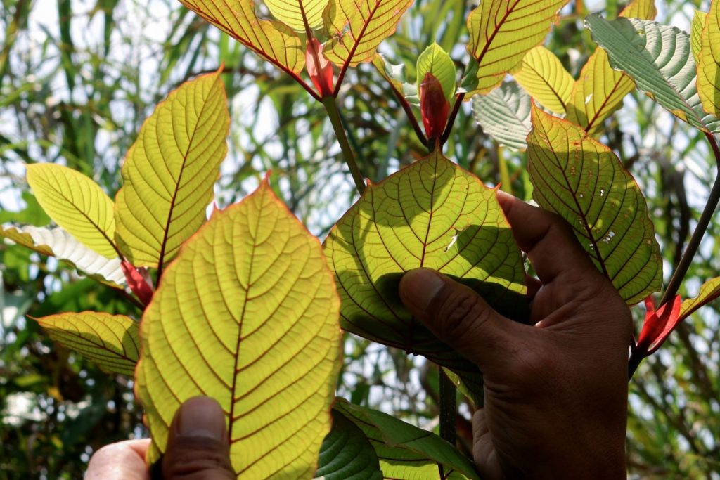 Red Vein Kratom Leaf