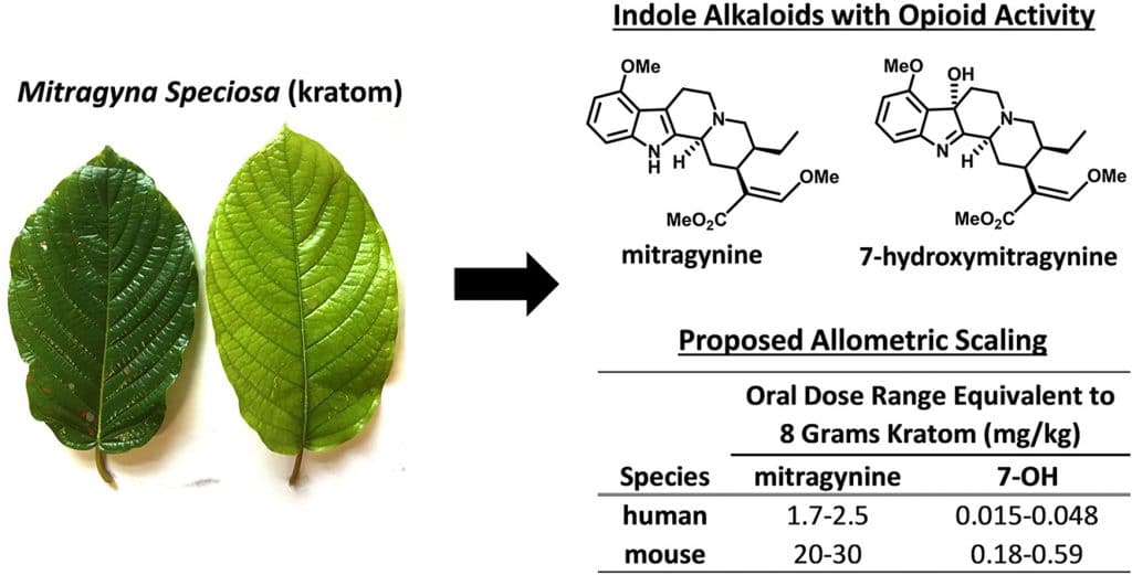 Kratom checmical makeup
