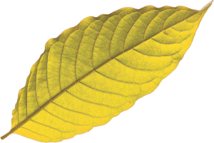 Yellow Vein Kratom
