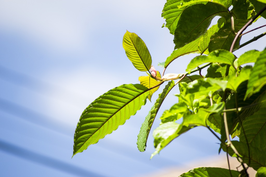 What Is Green Vein Kratom: Benefits, Effects, and Dosage