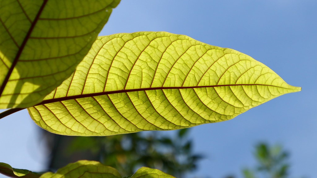 Red Borneo Kratom Benefits, Effects, and Dosage