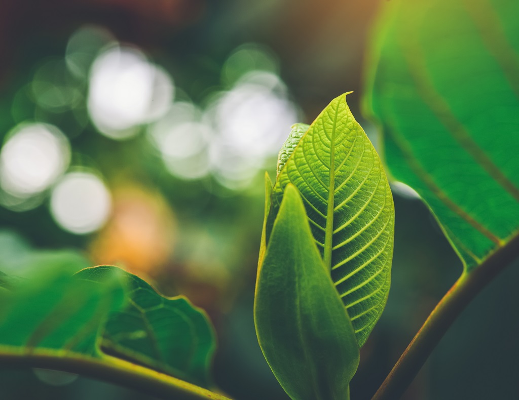 Yellow Borneo Kratom Benefits, Effects, and Dosage