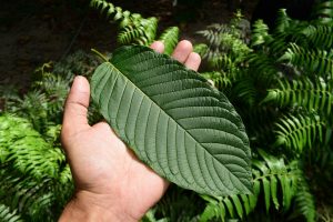 how long for kratom capsules to kick in