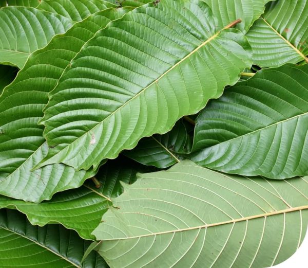 Buy High Quality Kratom products online at
