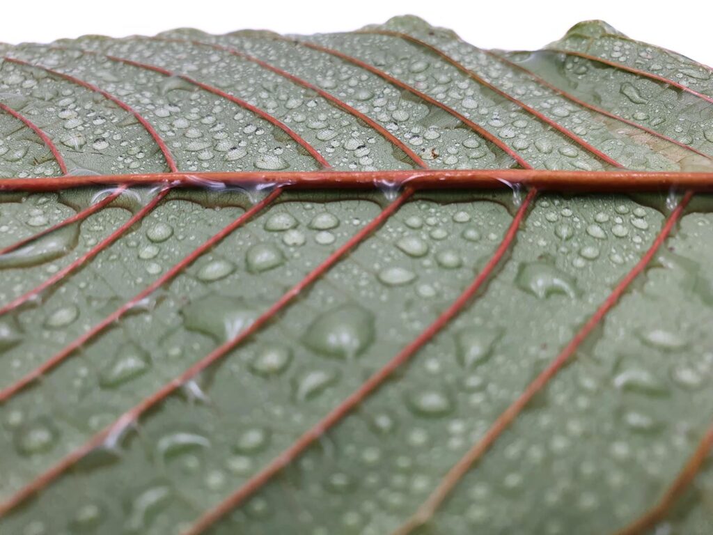 Edible Kratom Effects and Potential Benefits