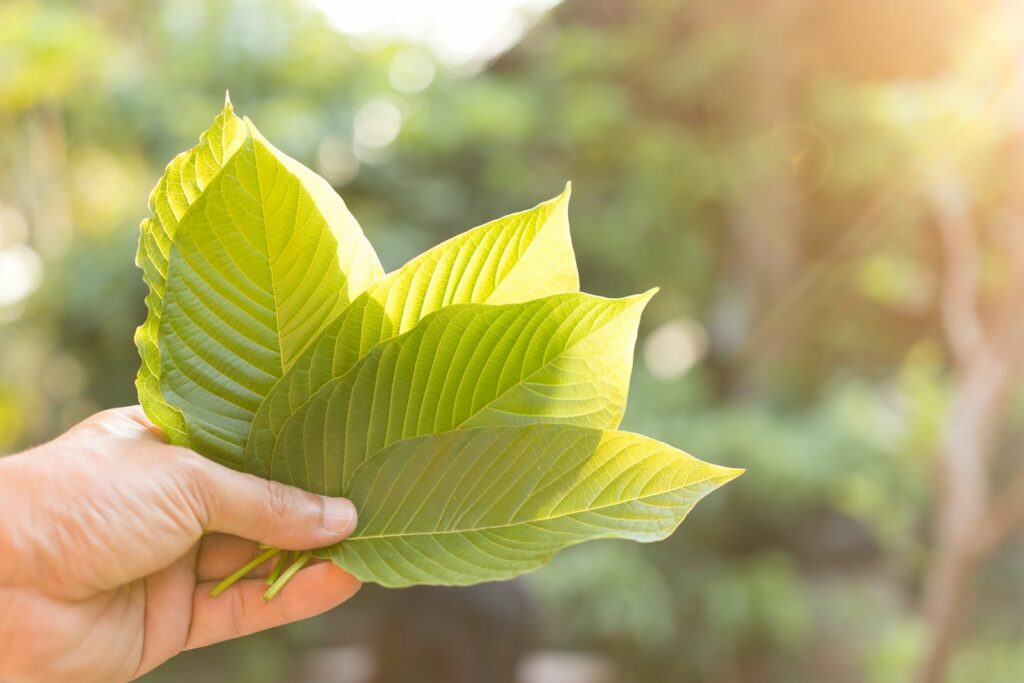 Buy Kratom Edibles Online