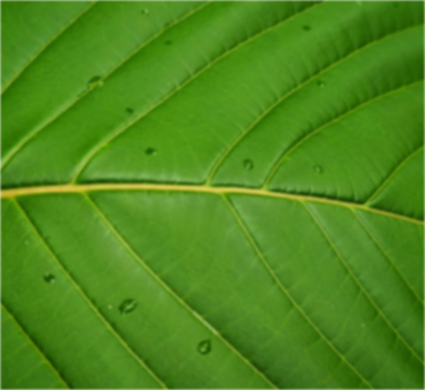 Kratom for sale