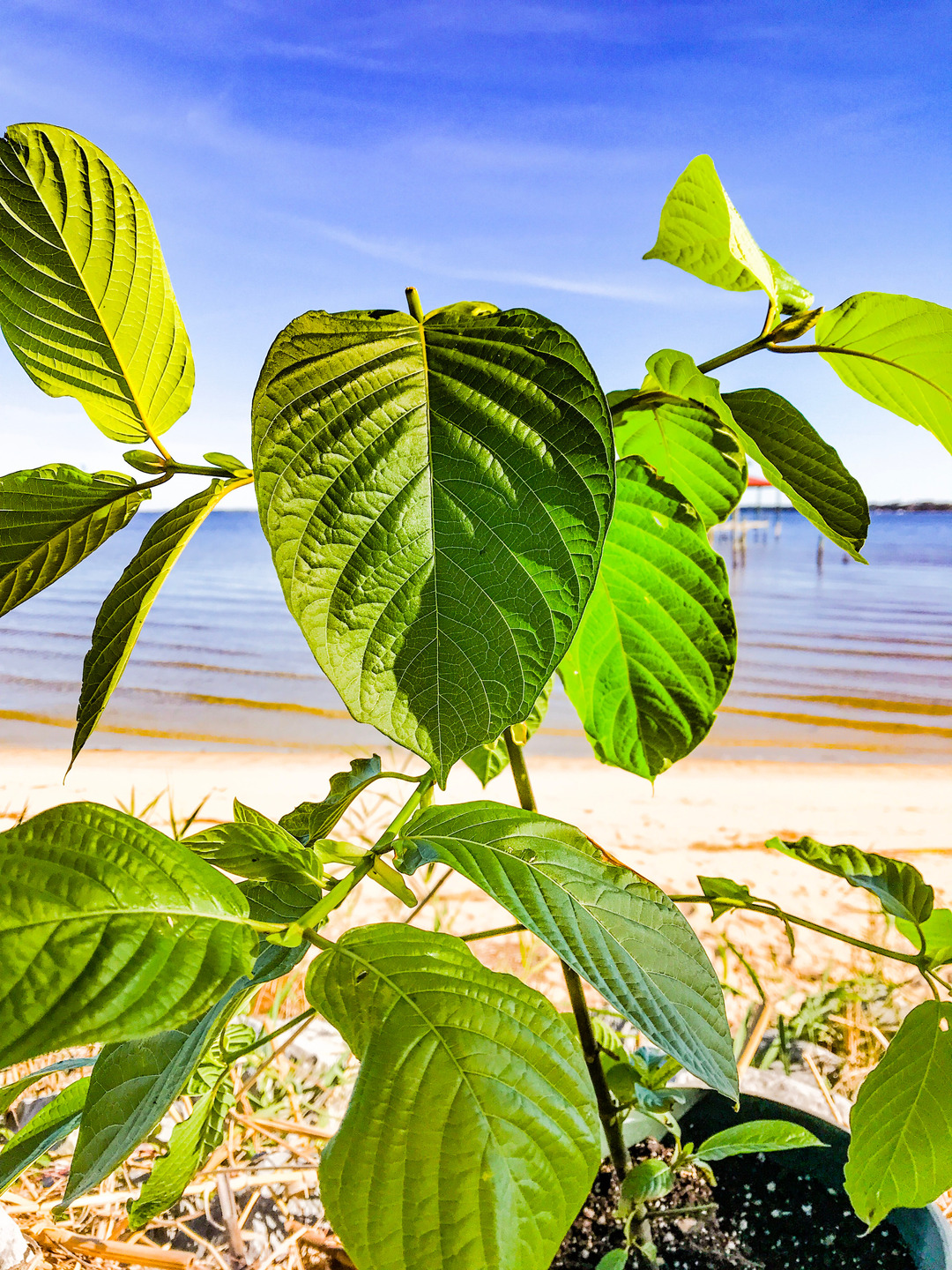 Malay kratom plant history