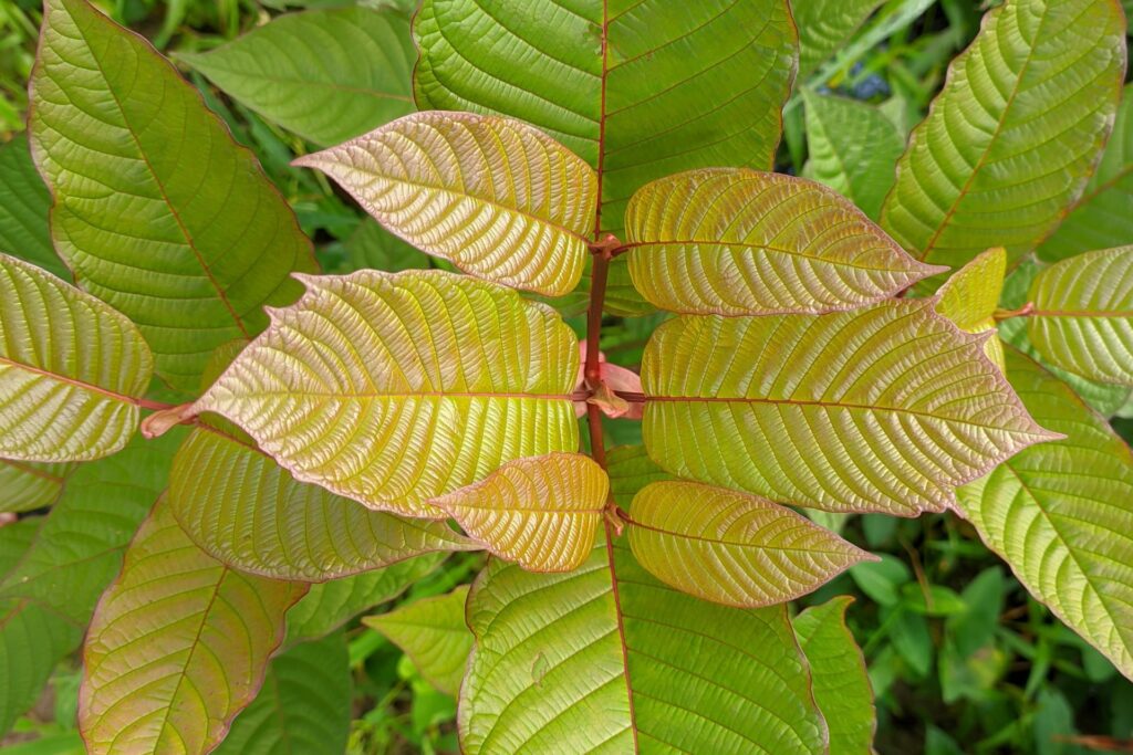 Red Vein Kratom leaves - how to use Red Vein