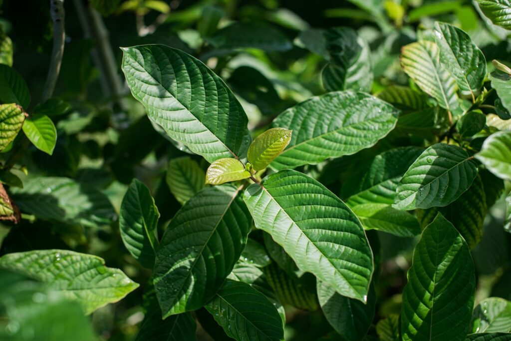 Green vein kratom Potential Side Effects and Risks