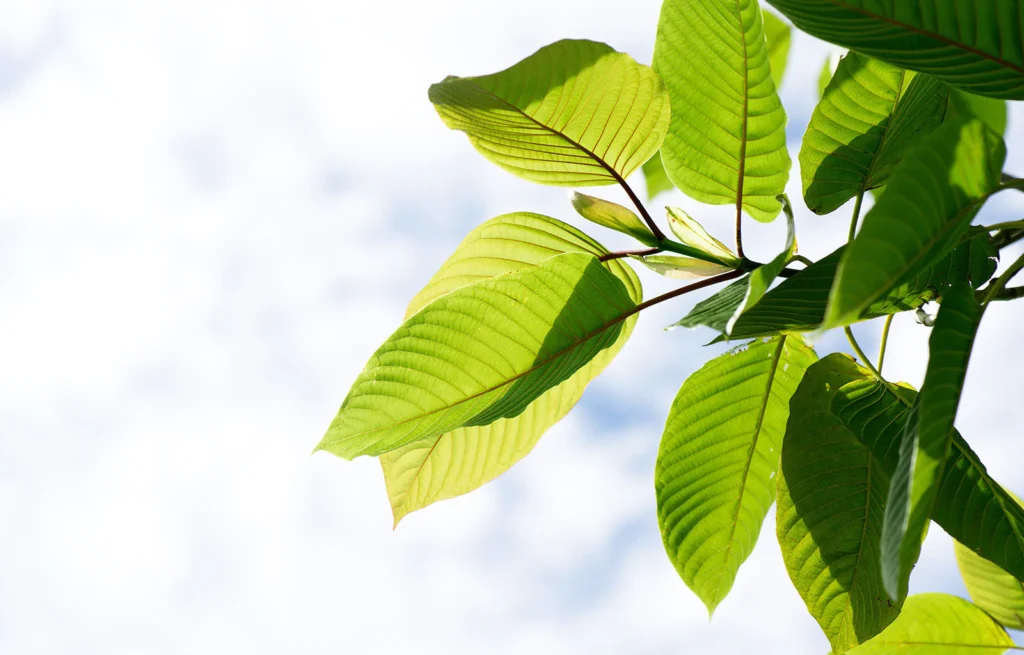 Final Thoughts on Green Vein Kratom plant