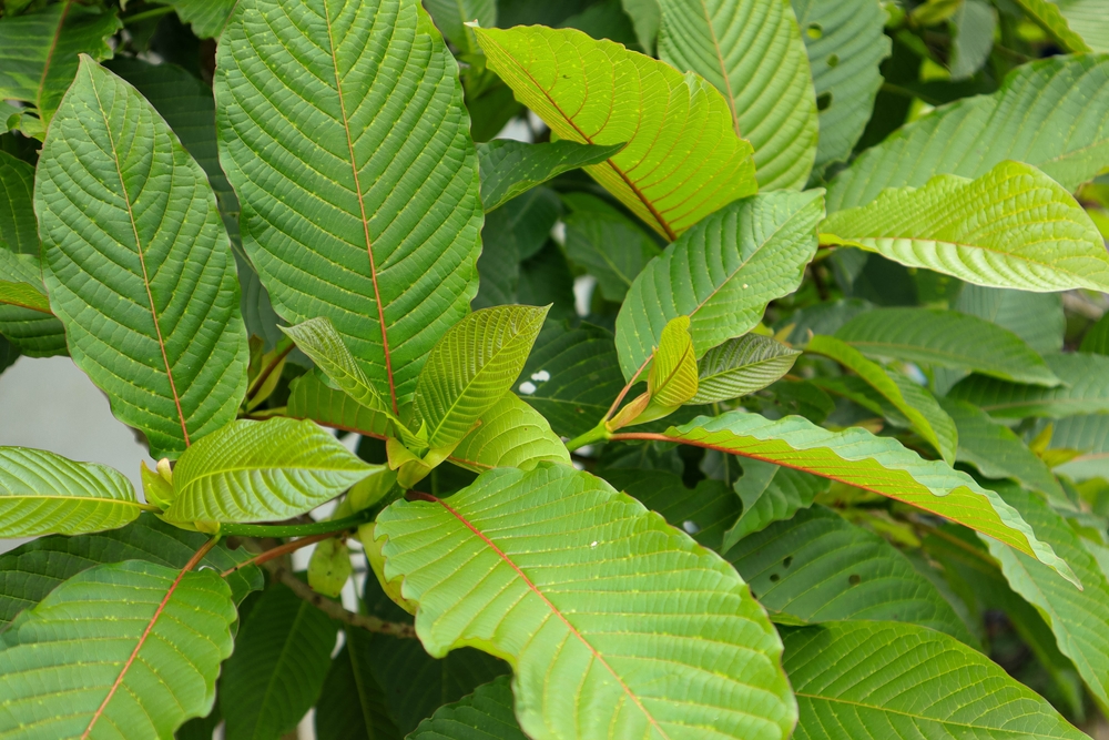 Thai kratom leaf image