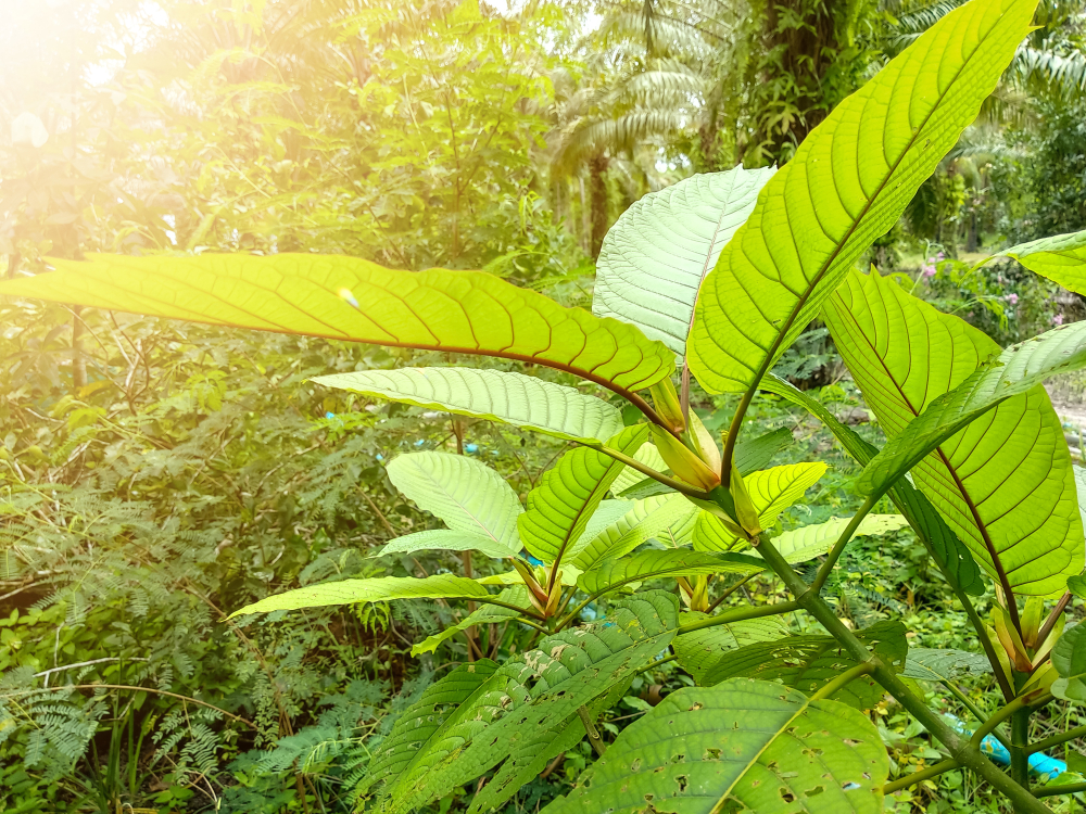 Sumatra kratom leaf