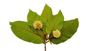 Unlocking the Power of Kratom and Kratom Extracts