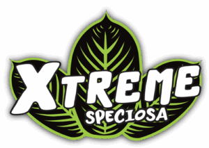 Xtreme Speciosa