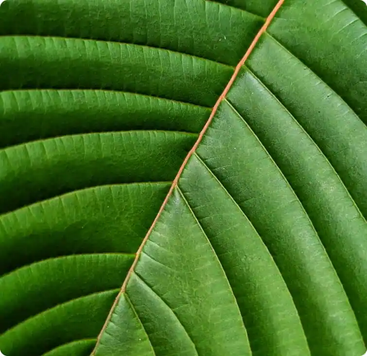 Close up image of a kratom leaf