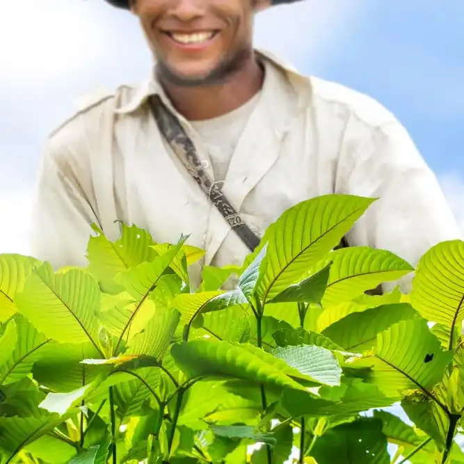 Man standing behind leaves from kratom plant