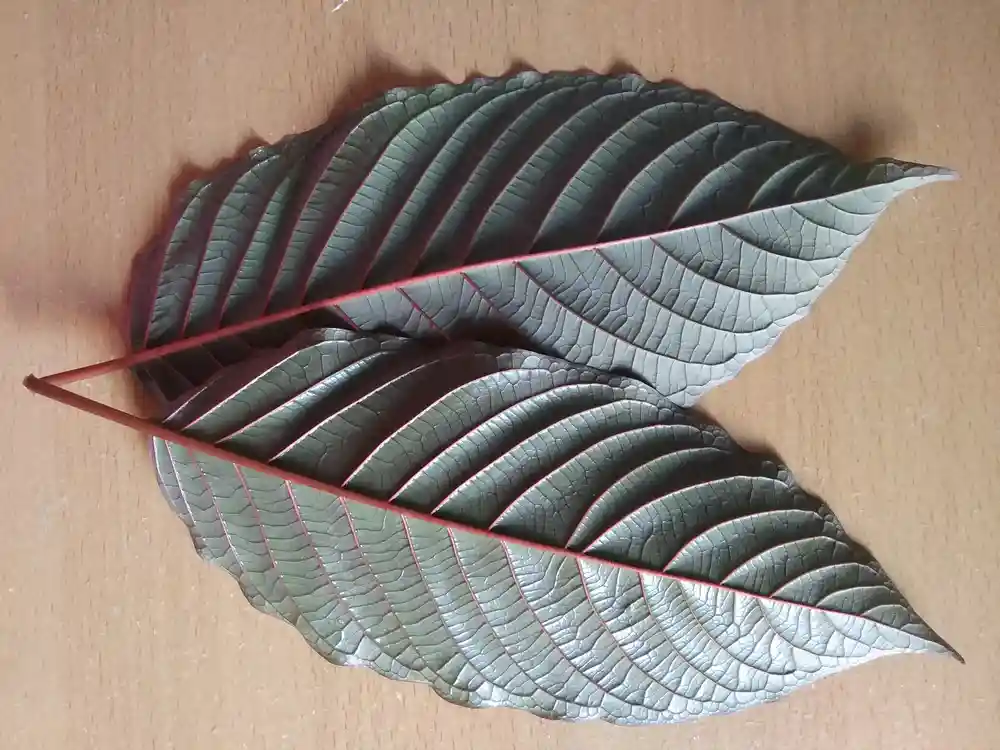 sumatra red vein kratom leaf