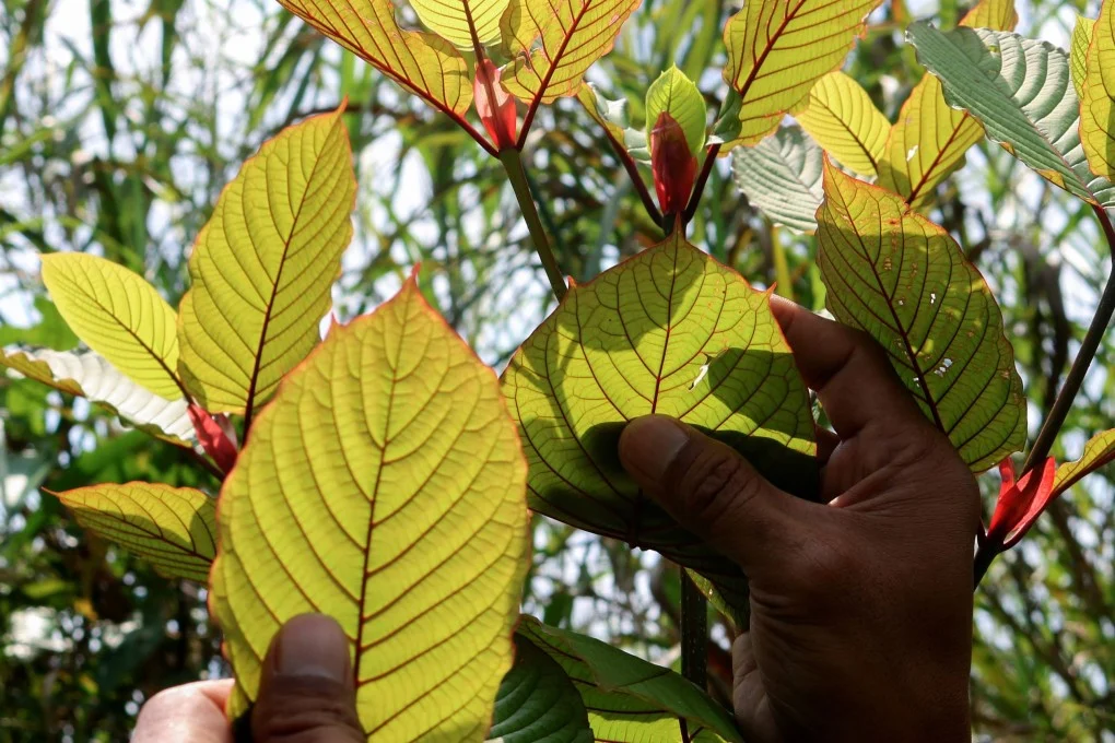 Behind the Buzz: Why 7OH Is a Focal Point in Kratom Conversations | Image 2 | Behind the Buzz: Why 7OH Is a Focal Point in Kratom Conversations | High-Quality Image